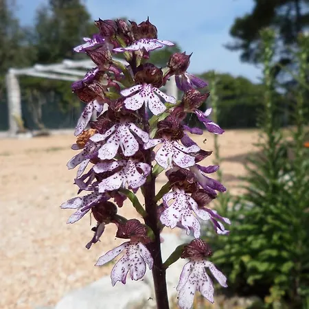 Soleanna Apartahotel